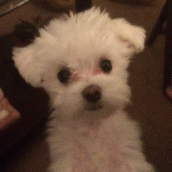 Meet your Posher, Lana - Picture 2 of 6